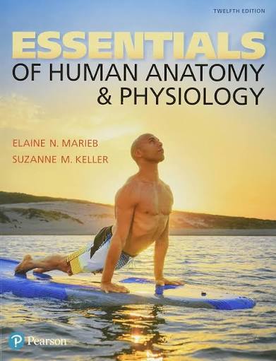Essentials of Human Anatomy and Physiology 12th Edition